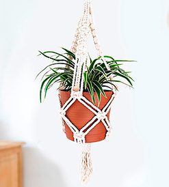 plant in plant pot with decorative macrame hanging